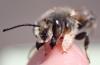 Megachile willughbiella